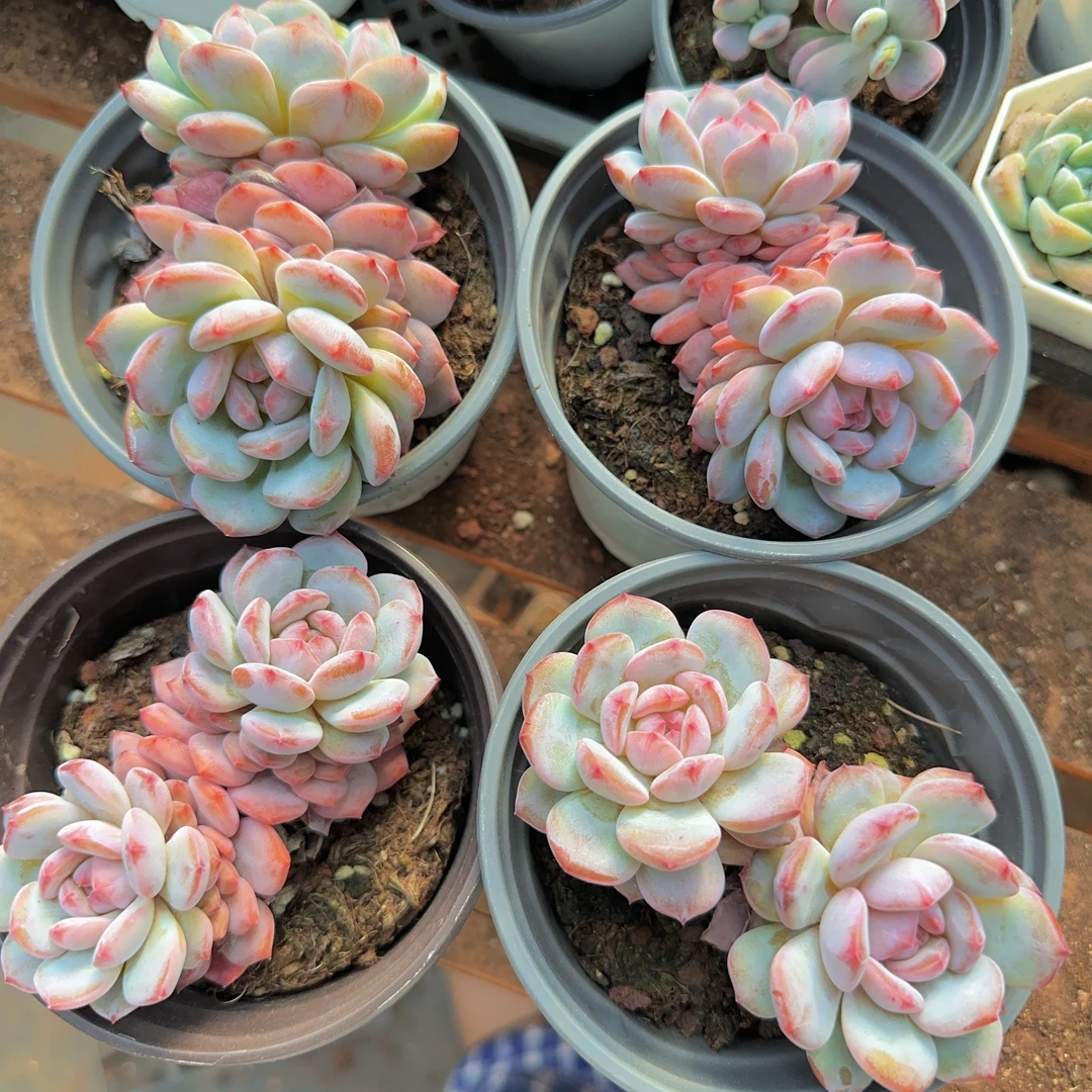 大大星星橙多肉（满18包邮）