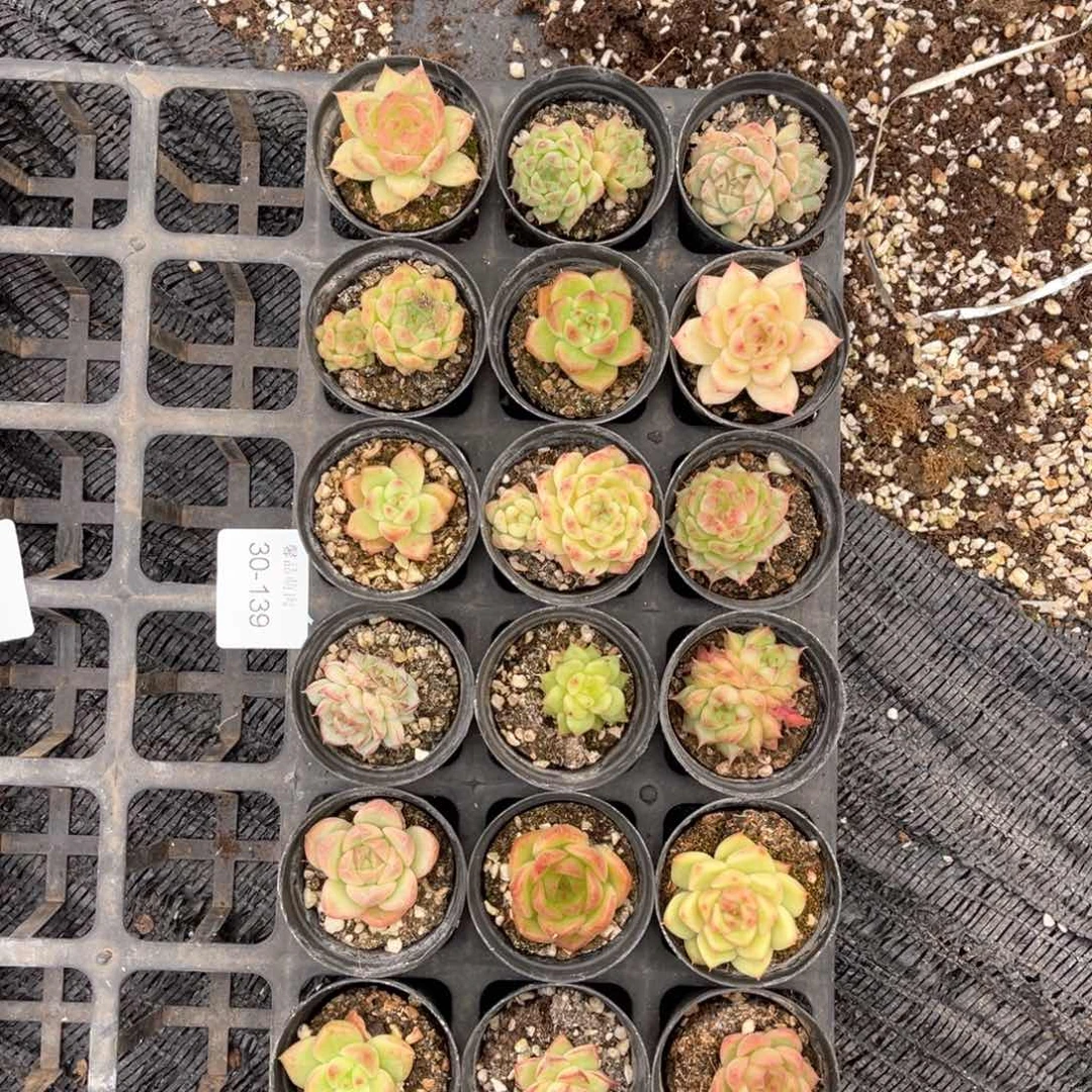 左6一物一拍30-139