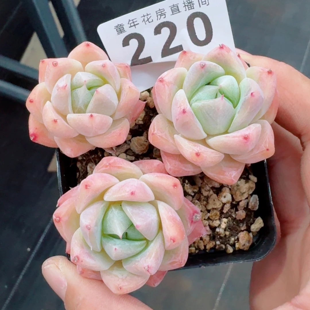 白泽专拍 精美多肉植物
