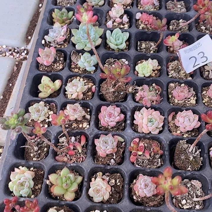 23 多肉植物盆栽植物