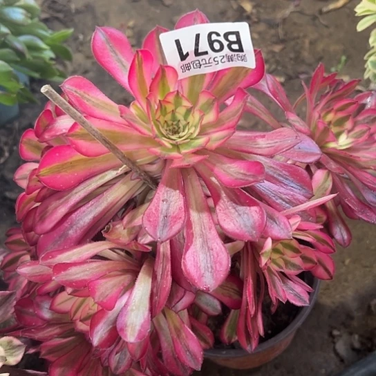 一**城多肉植物一个