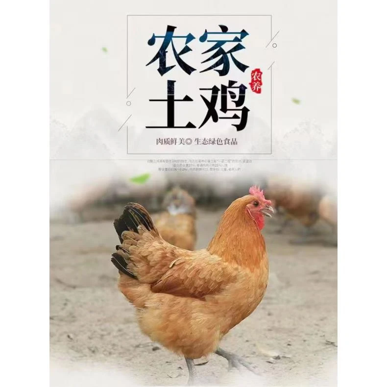 【散养土鸡】湖北恩施高山农户散养土鸡