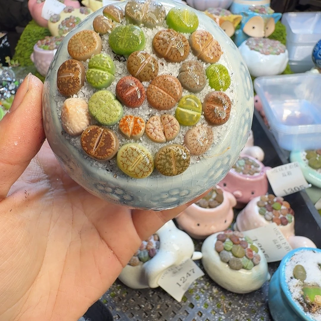 多肉葡萄干和水果1333