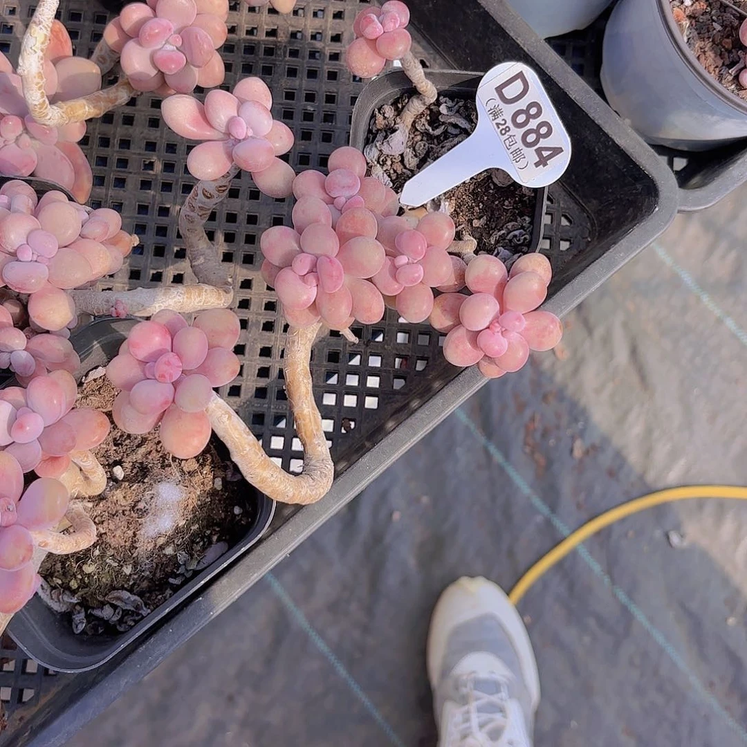 D884腰子蛋一物一拍