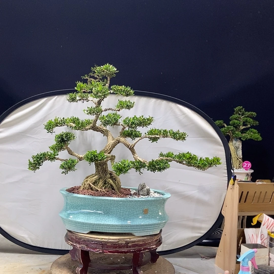 无花朵广东小叶黄杨