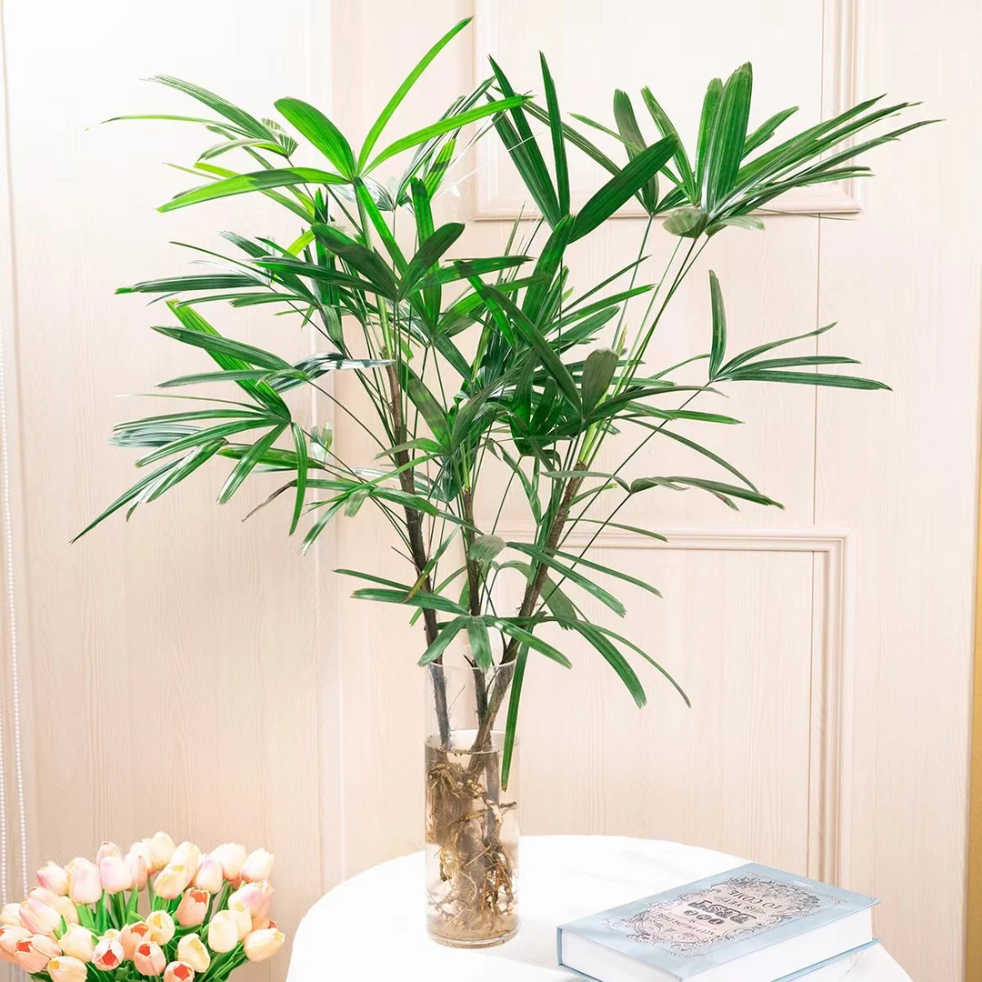 【1.2-1.3米】大金山棕竹水培植物金山棕竹发财树网红盆栽绿植室内