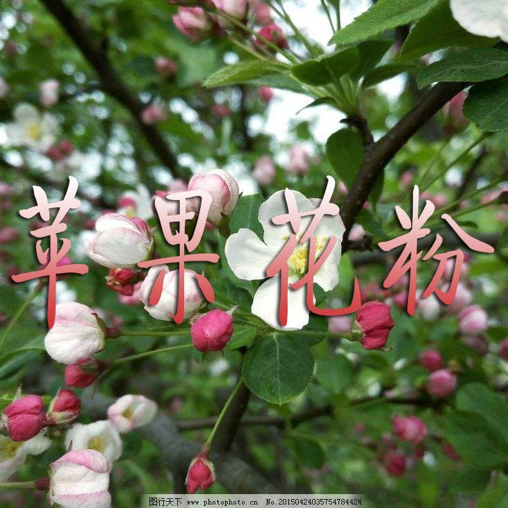 农用苹果花粉苹果树人工授粉纯花粉红富士花粉10g苹果精花粉