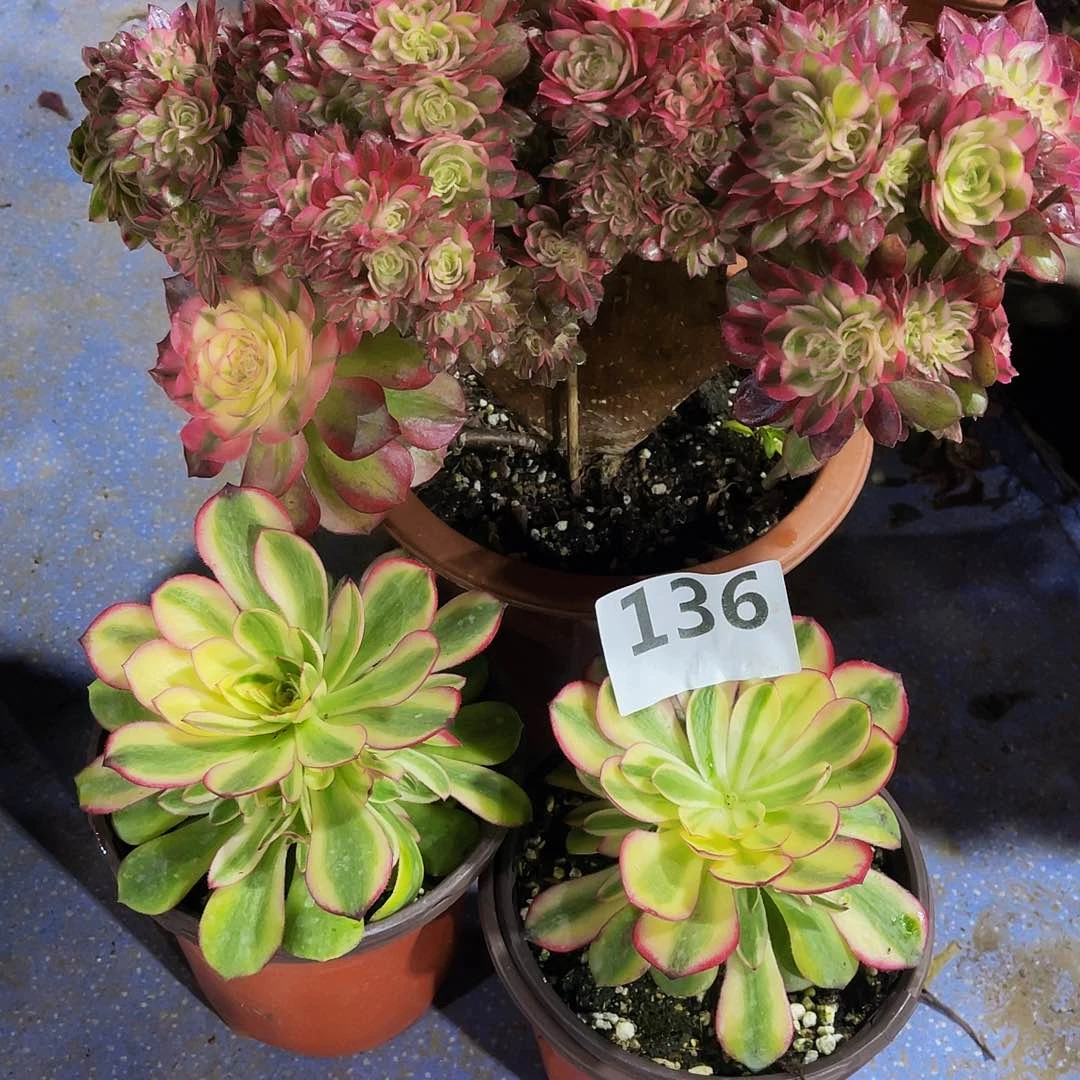 用****8缀花136两颗倾城庙136.136