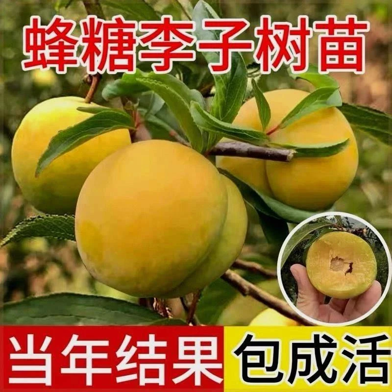 李子树苗嫁接特大蜂糖李子苗正宗耐寒南方北方种植当年结果黄金苗