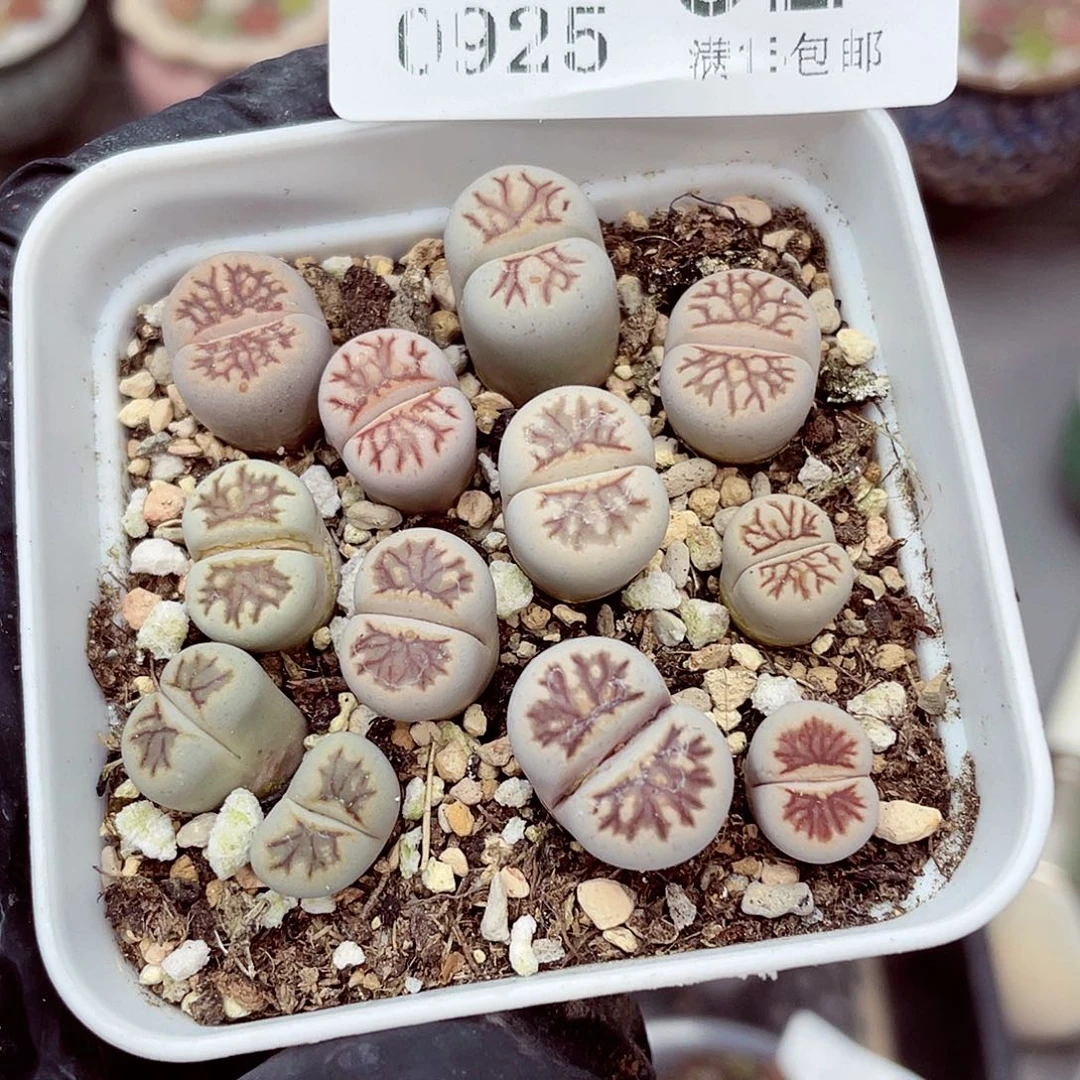 生石花满18包邮0925-92