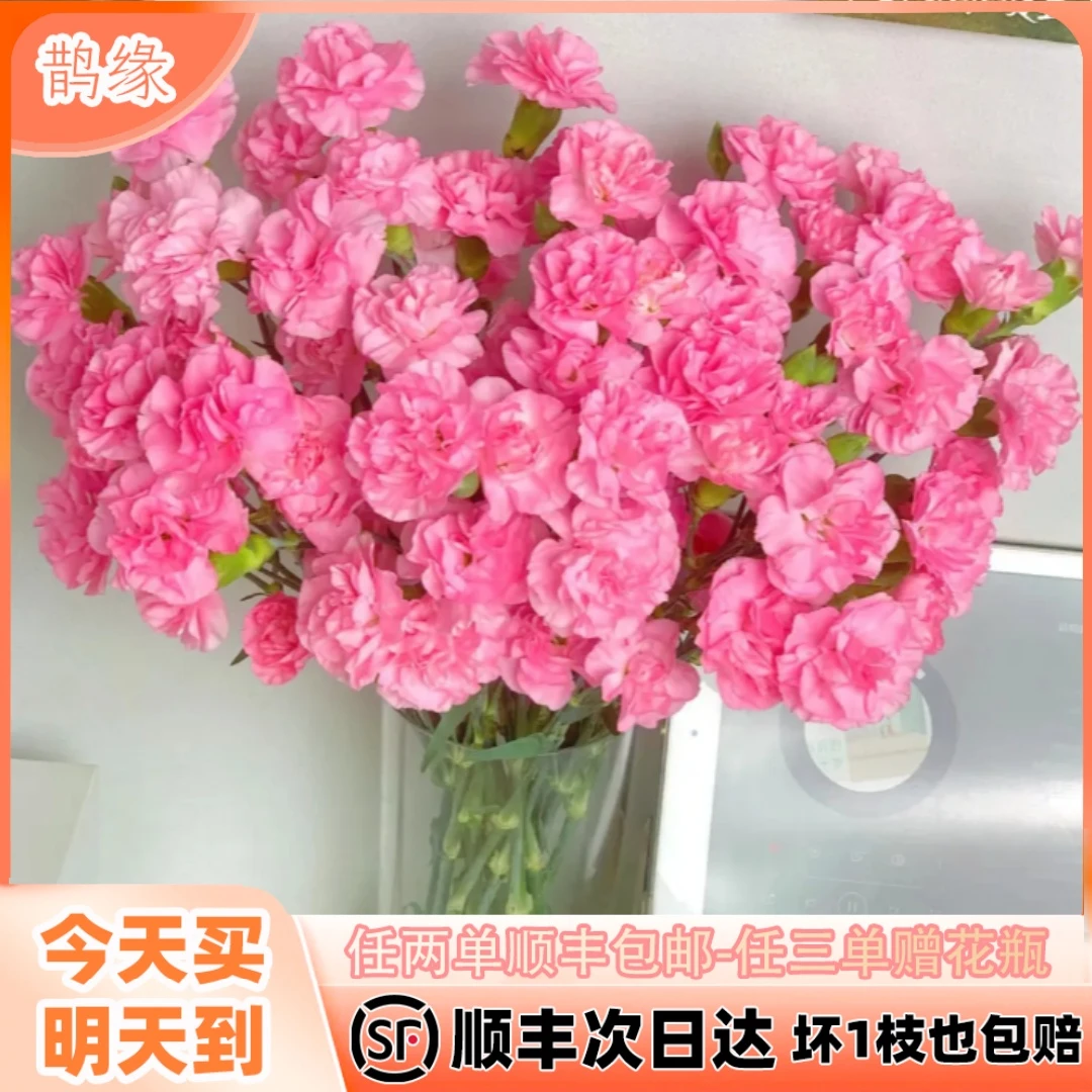 次日达-【多丁珍珠粉】10枝康乃馨鲜花批发直播任意两单升级顺丰包邮三单送随机花瓶一个今天拍明天到