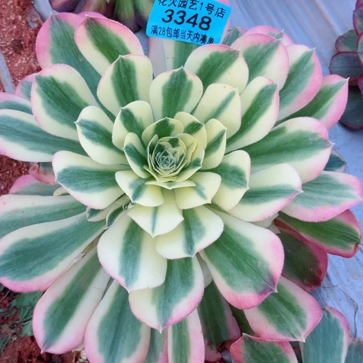 白凤3348多肉植物