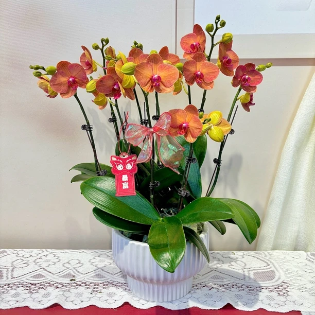 【金桔】蝴蝶兰爱马仕橙色 2.8寸蜡质花 中花型 高端室内花卉绿植