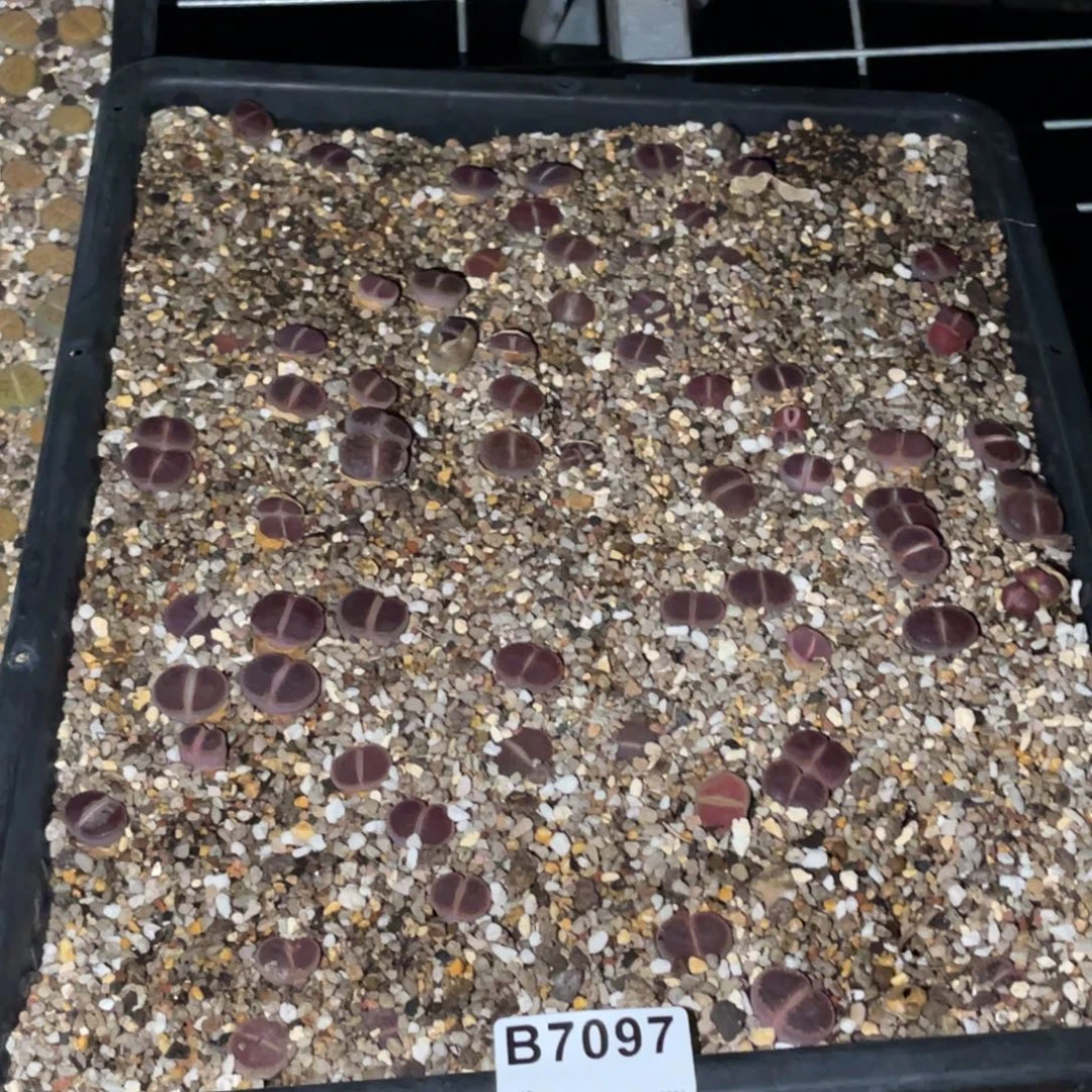 静***7097福利筐1不售后