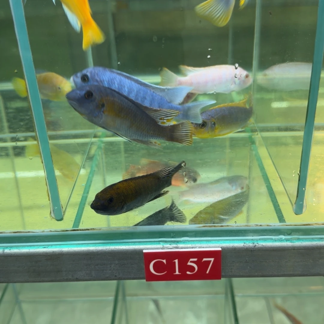 海水鱼11条岩栖发福建