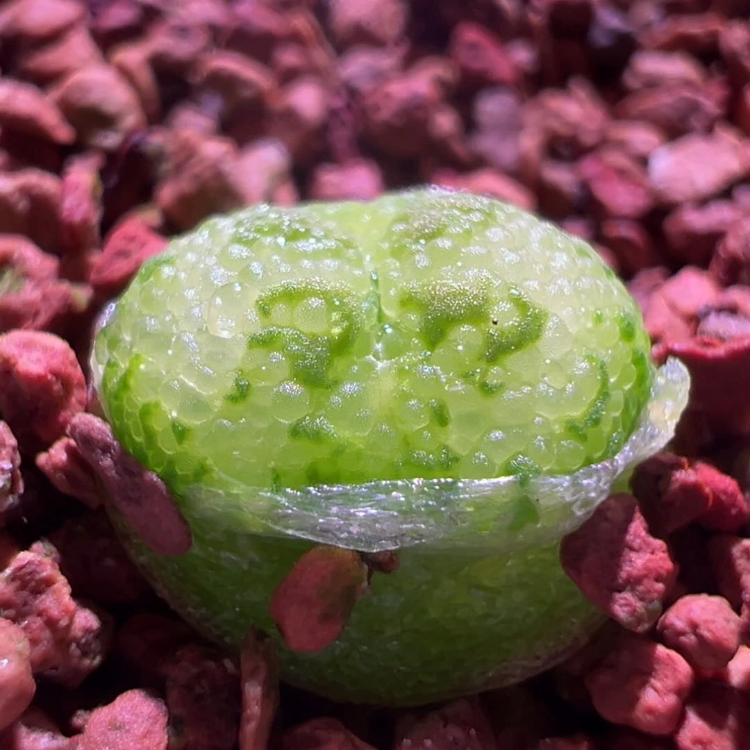 1575，韩系杨梅，肉锥植物