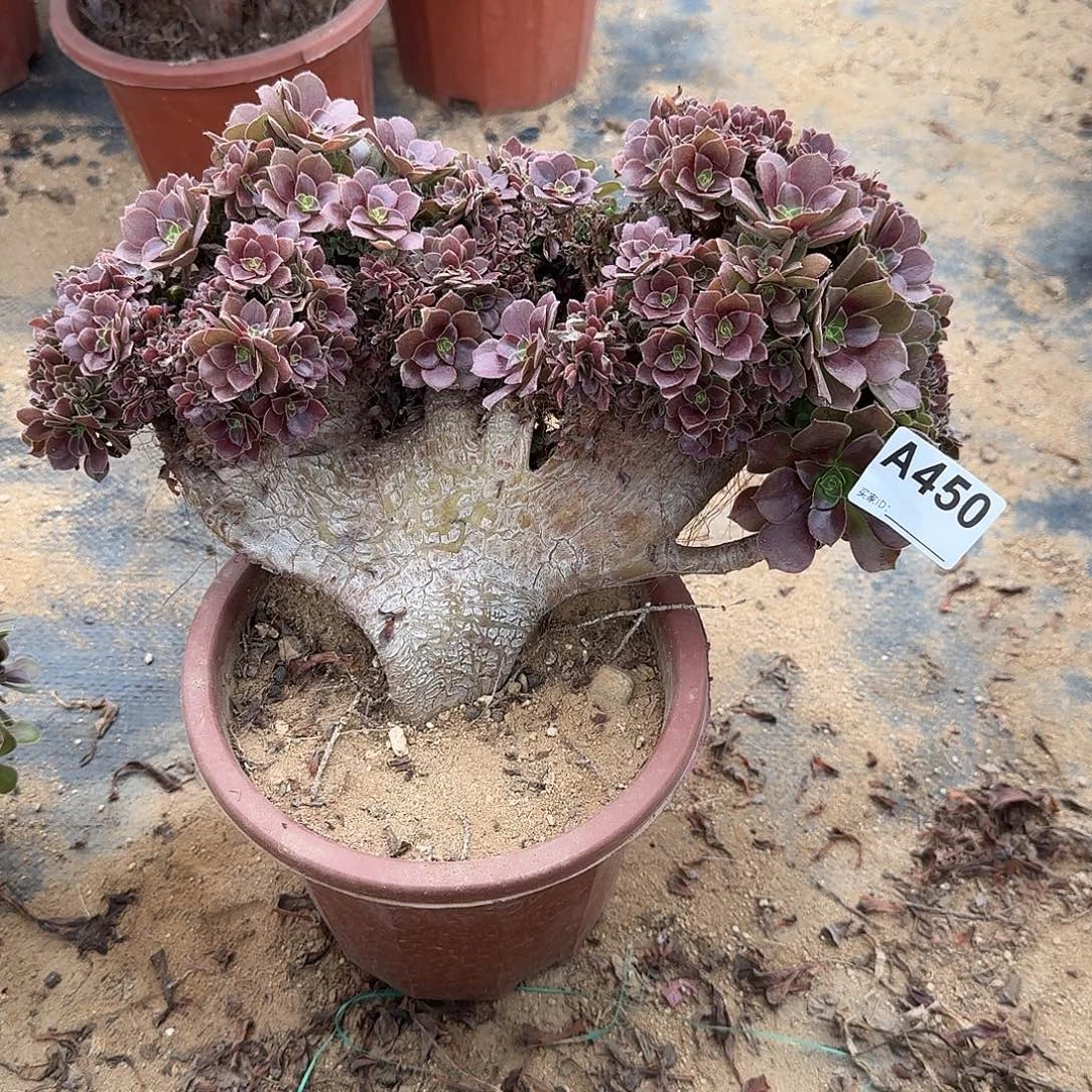 450玫瑰朵朵有伤一颗呀呀