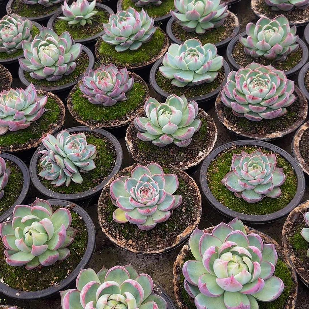 大惊鸿仙子一颗 量拍