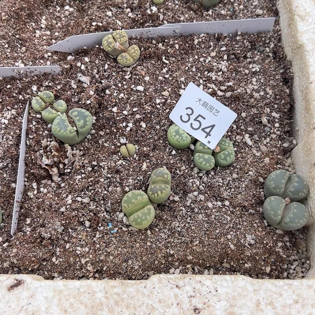 清框脱土发无售后默认有疤。 354