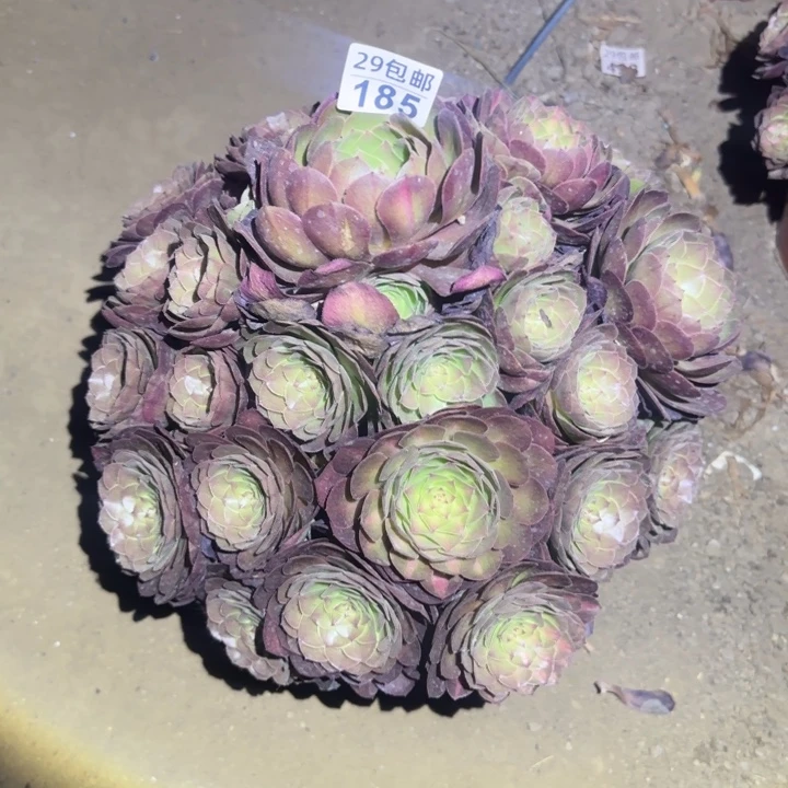 万圣节……不包断枝
