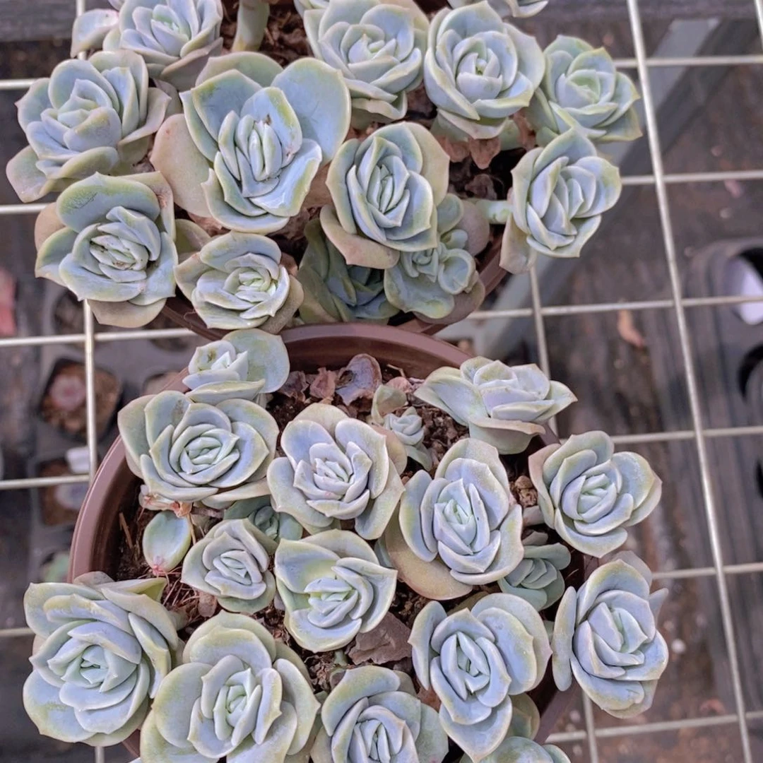 可爱玫瑰带盆土两盆散群