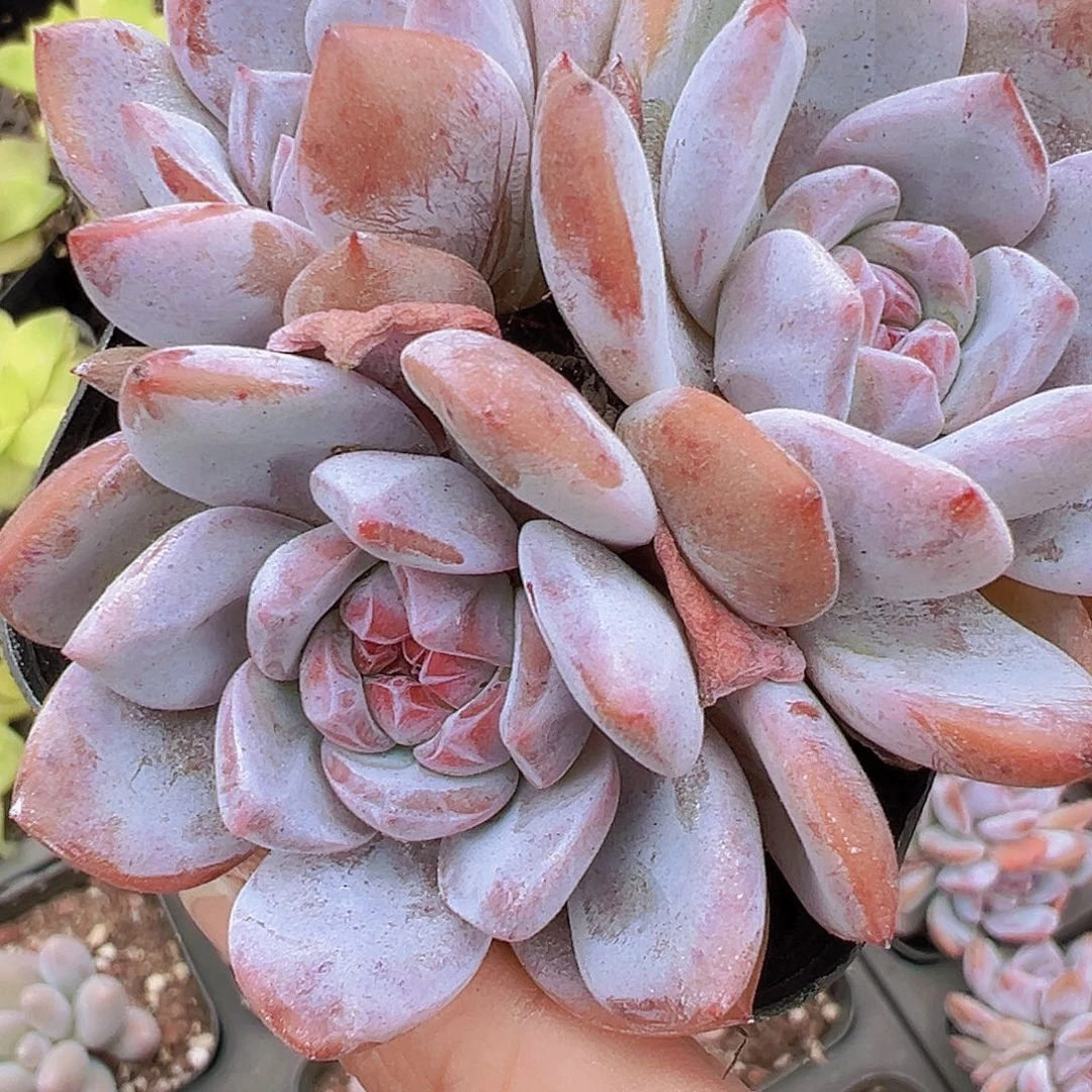 石榴籽群19包邮多肉