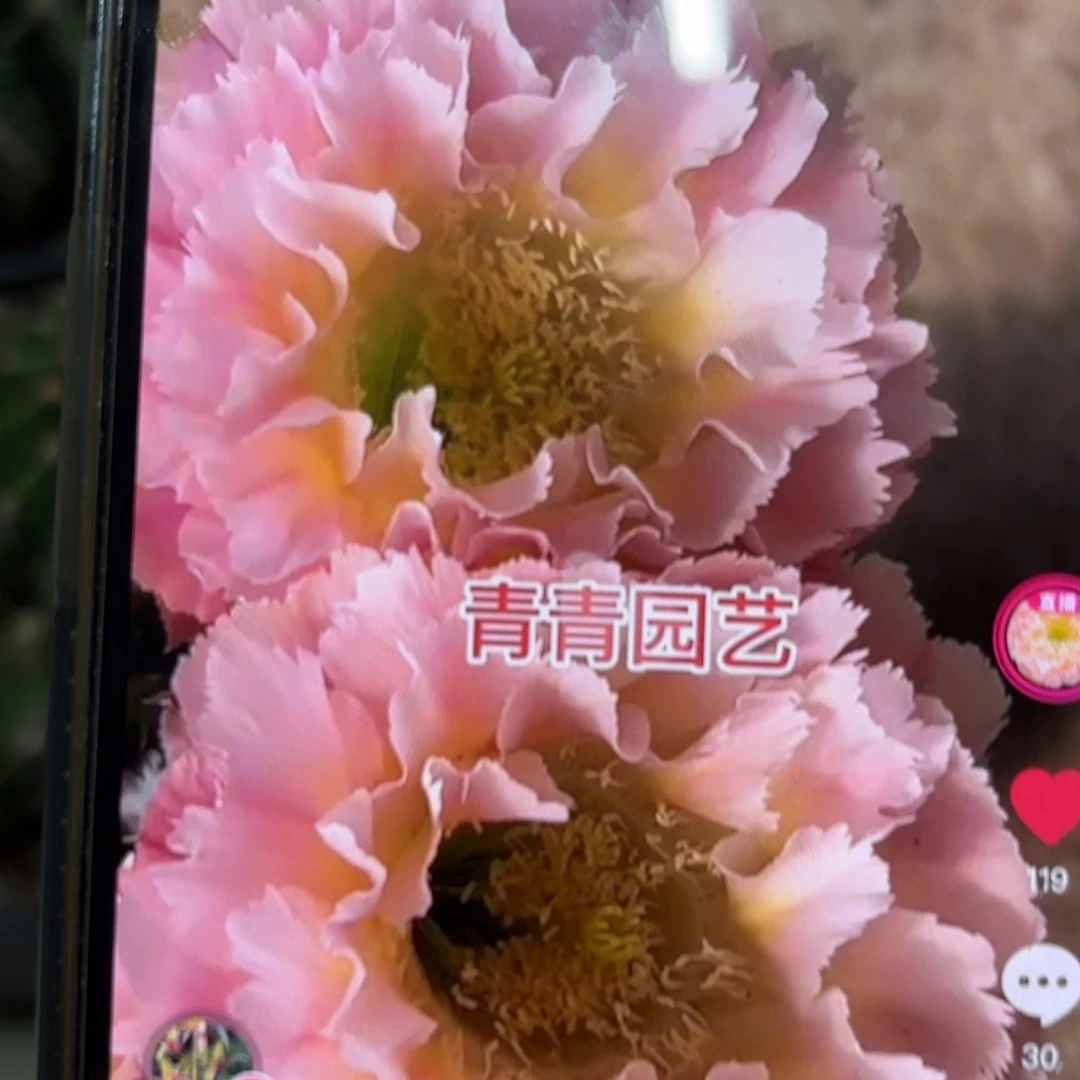 青青颜如玉9公分米奇头微瑕