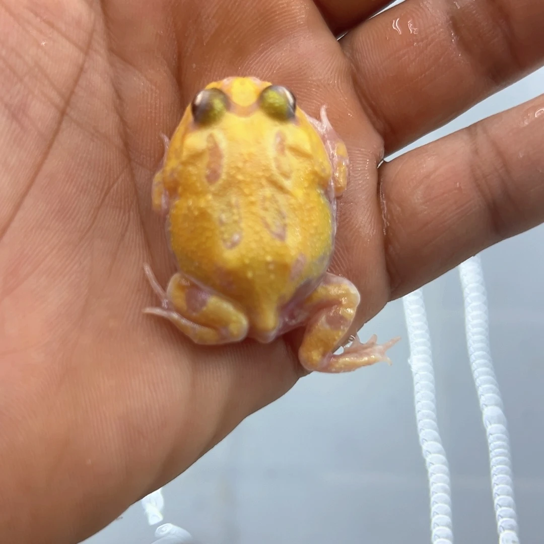 角蛙3.5厘米白变 编号006