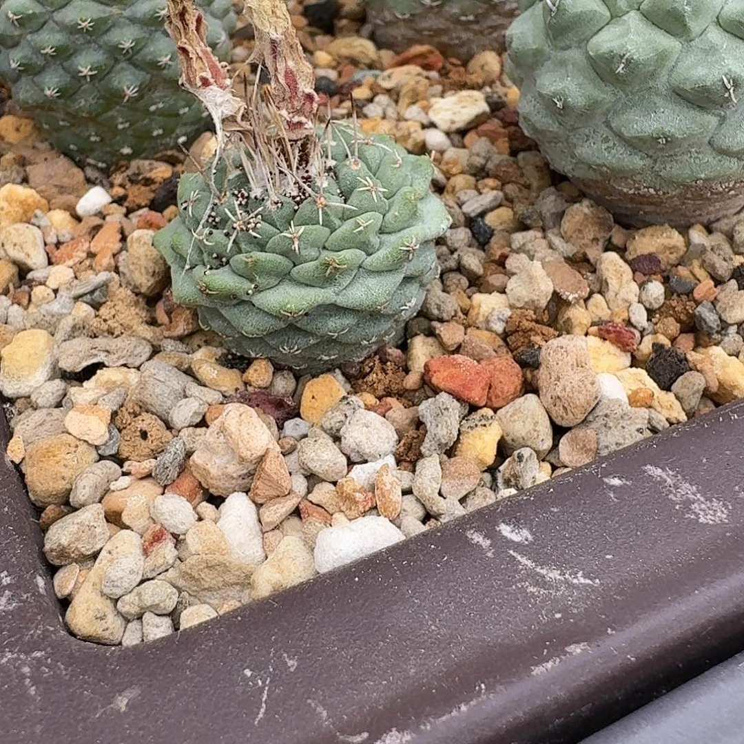 狂***牛花花花花花花花花花