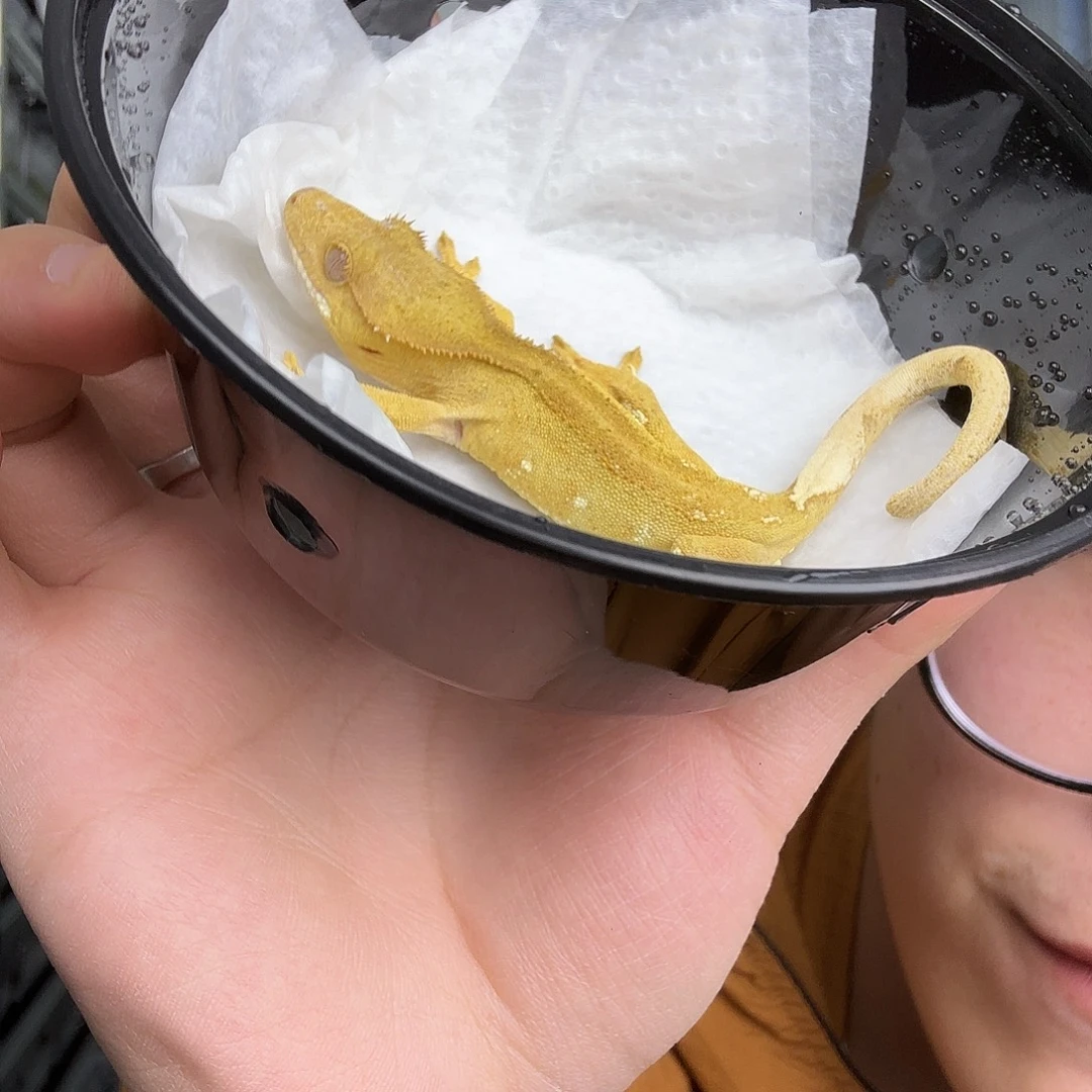 睫角守宫小金条很金，但是走路摇头，介意勿拍