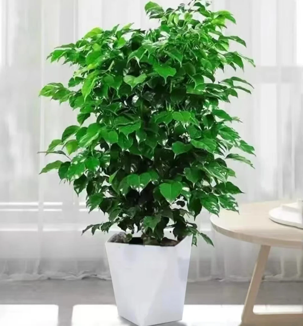 XX【80 - 100cm】不砍根丛生幸福树室内观叶绿植净化空气四季常青