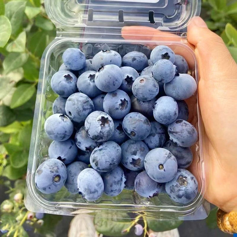 【现摘现发】15-18mm果径，蓝莓不怕冻，冻了以后口感更加！