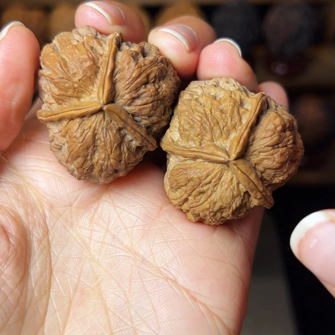 三棱子          37