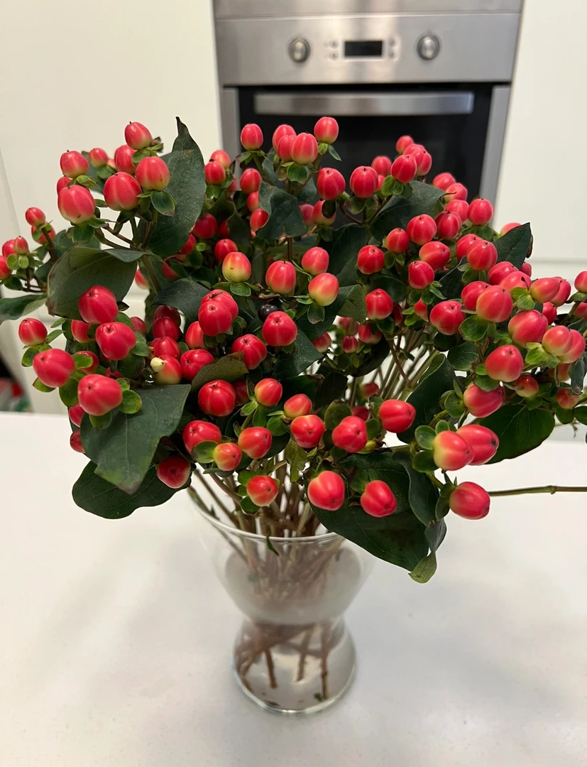 【红豆】【叁叁】 收到先醒花~云南鲜花批发基地直发