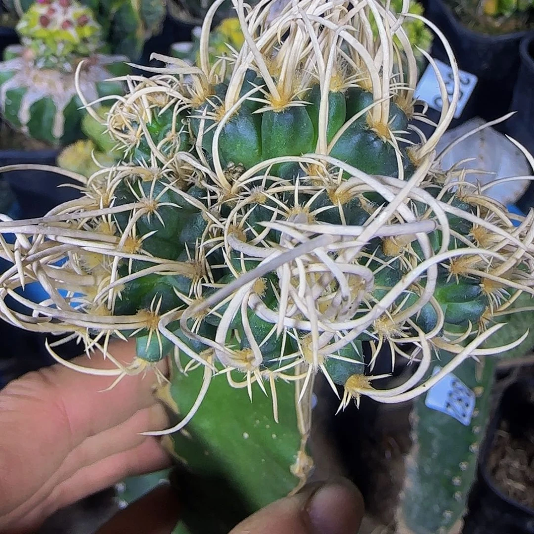 飞鸟361仙人球开花