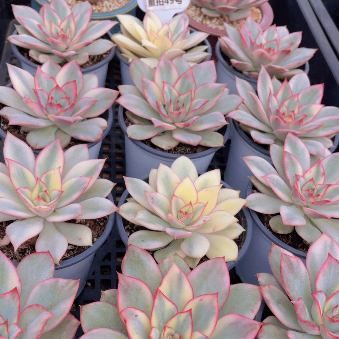 量拍49号 月光女神锦大单头一个