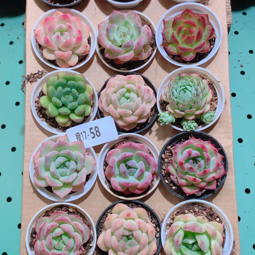 17-58一物一拍带盆18颗