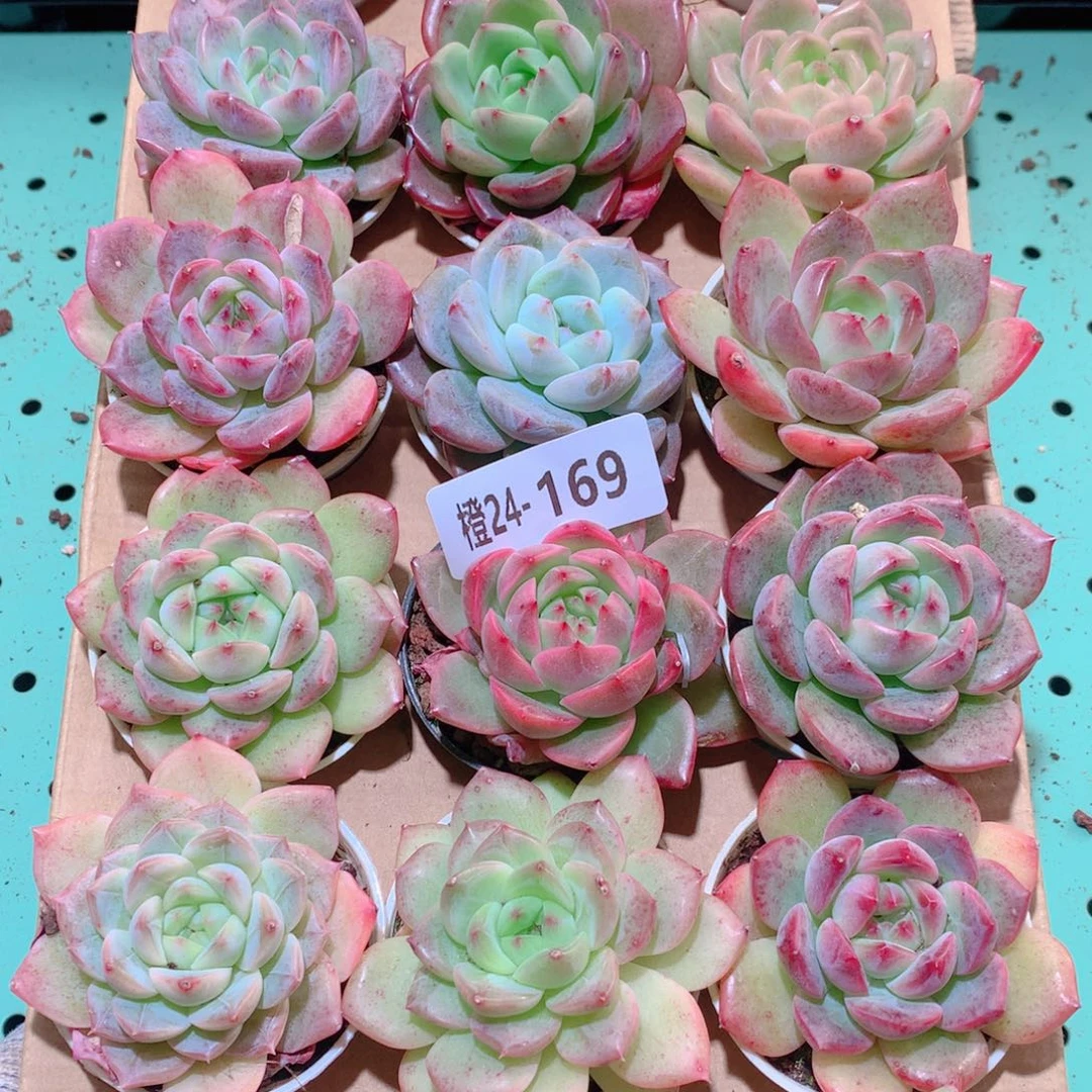 24-169一物一拍多肉带盆18颗