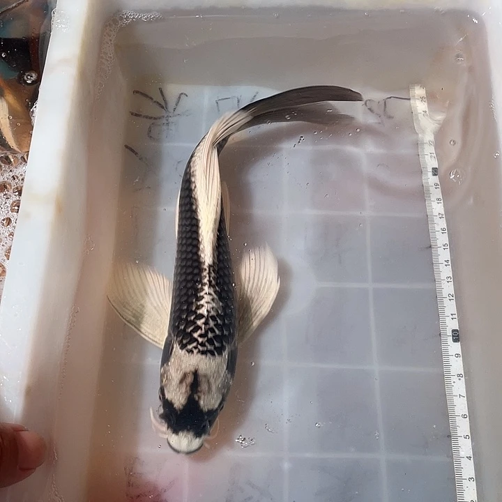 蝴蝶鲤鱼渔场直发60