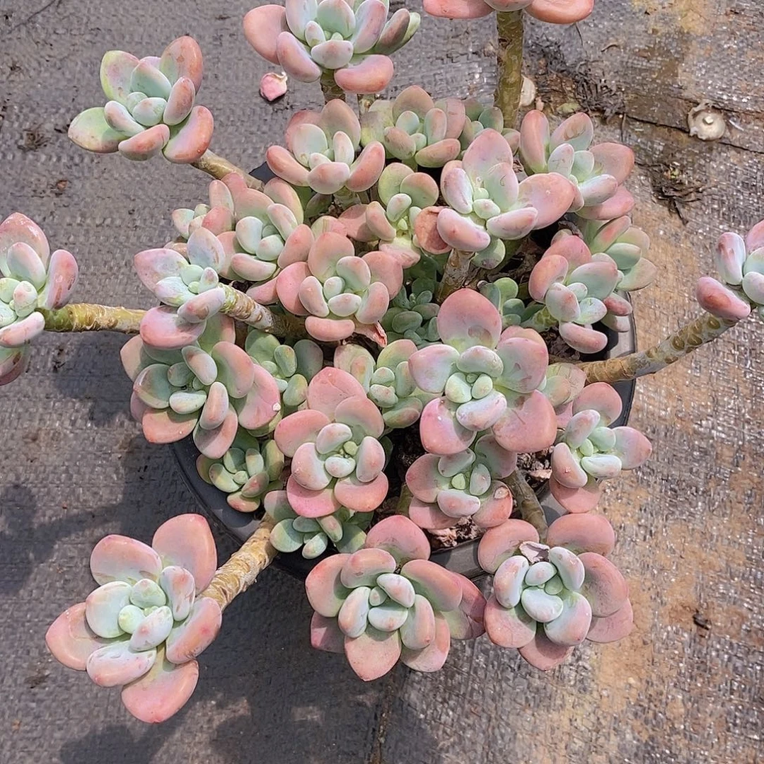 红洛神多头精品多肉老桩180盆