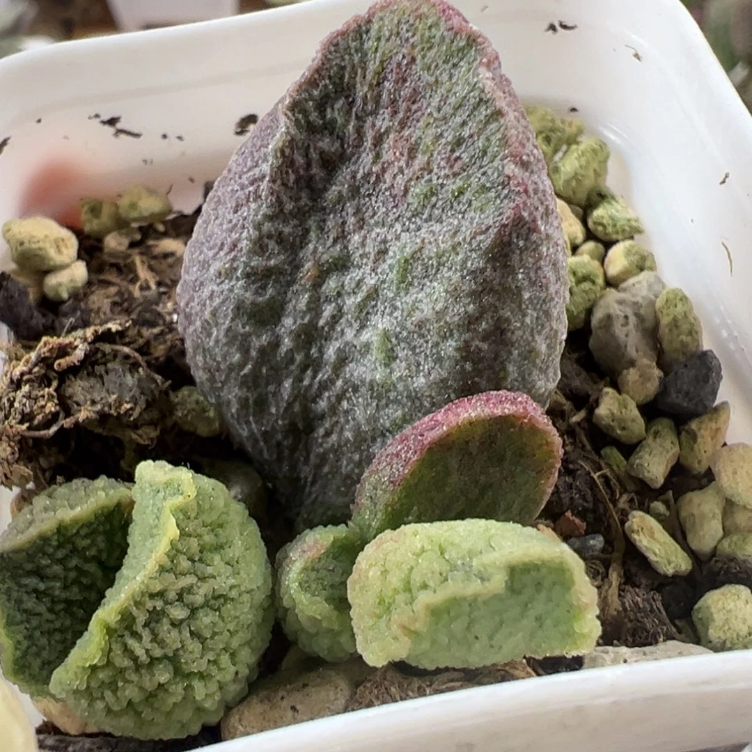 大叶型实生新品大苗多肉植物