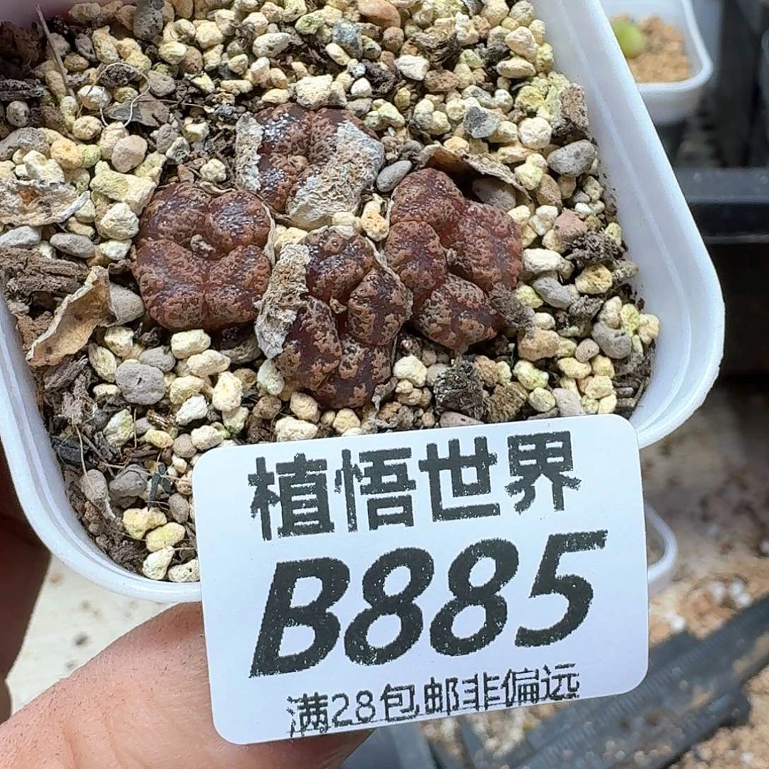 多肉植物的润泽额f