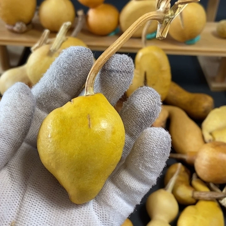 心***安葫芦葫芦真的