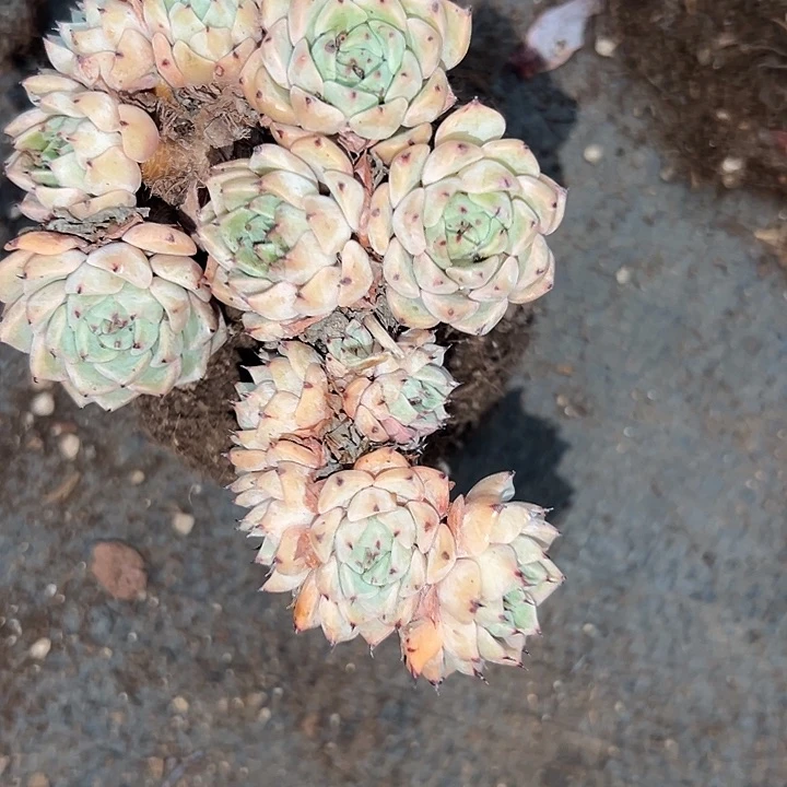 无花朵杀菌剂牡丹朵朵锥。