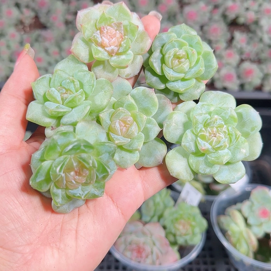 0925---228糖心珍妮