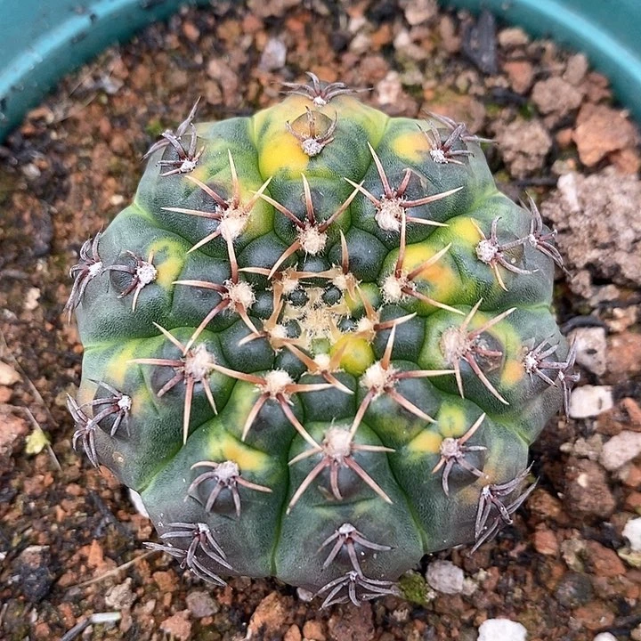 孤品实生花斑虎斑白刺瑞昌玉锦福利