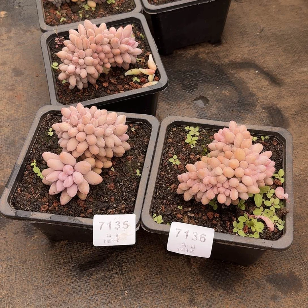 云***）7135 7136号汤圆缀化多肉