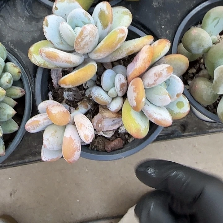青蛙王子儿童牙膏111