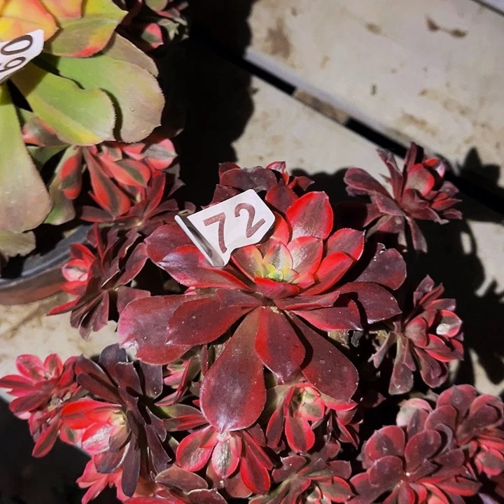 072蛇毒美杜莎多肉植物处理不售后