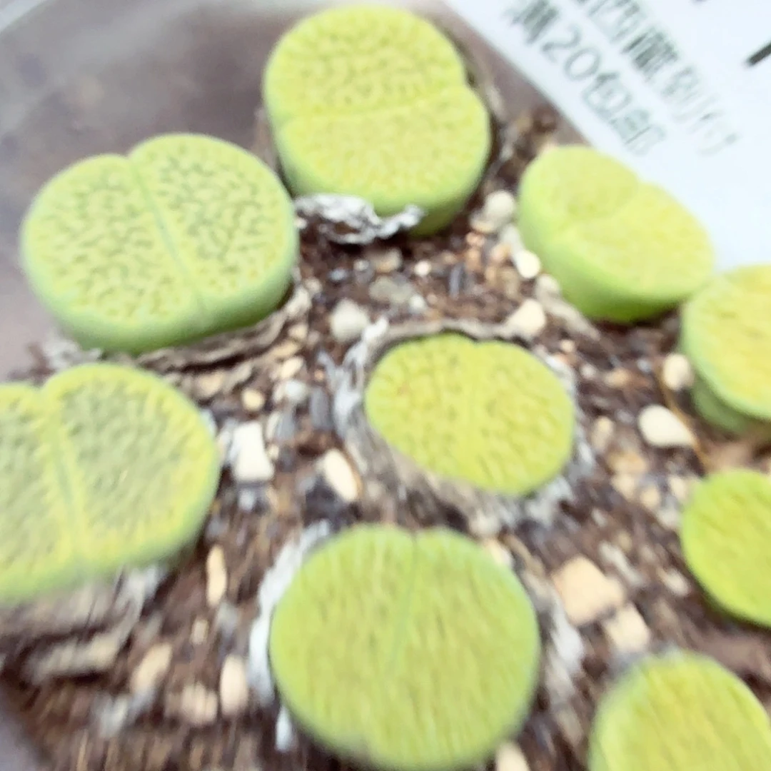 这个点睡起来都会梦的那种511